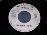 THE ANGELS - I HAD A DREAM LOST YOU / 1967 US ORIGINAL White Label Promo 7" Single