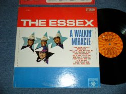 画像1: THE ESSEX - A WALKIN' MIRACLE (Ex++/Ex+++) / 1963 US AMERICA ORIGINAL STEREO  Used LP  