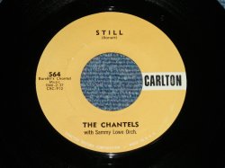 画像1: THE CHANTELS - STILL : WELL, I TOLD YOU  ( Ex+++/Ex+++ )  / 1961 US AMERICA ORIGINAL Used 7"45 Single 